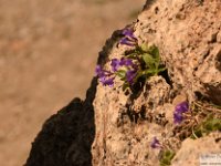 2025-06-07 Aiguille de Tortisse 293